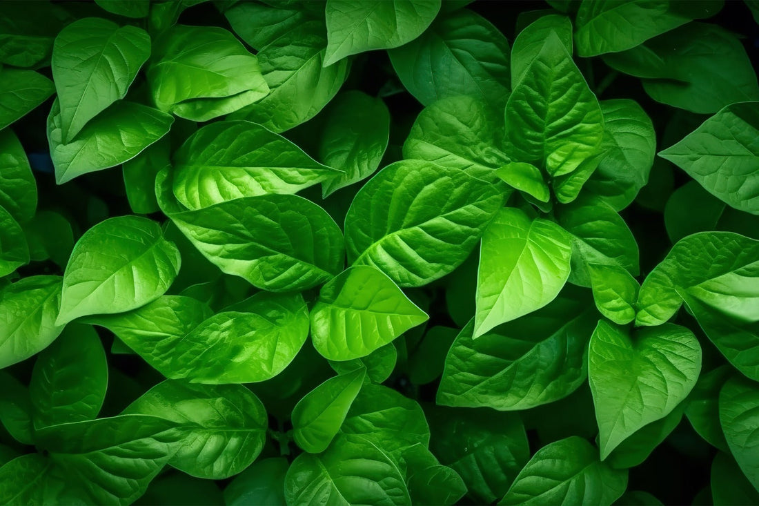 Plant Based vs Synthetic Which Is Better for Your Health & Wellness?